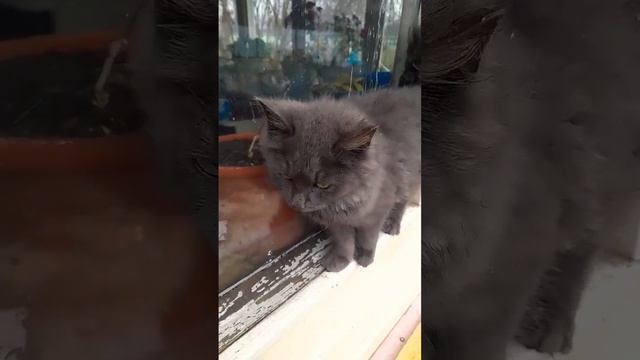 КОШЕЧКА МОЛОДЕЦ СПРЯТАЛАСЬ ОТ ДОЖДЯ смотреть онлайн