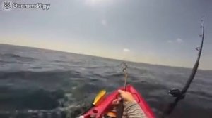 Поймал акулу на спиннинг