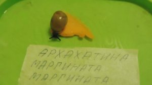 ДЕНЬ РОЖДЕНИЯ УЛИТКИ ( МАРГИ МАРГИ ) МАРИ МИСТИК