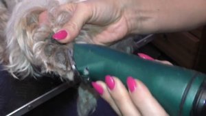 Стрижка  лап у собаки