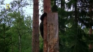 Как мишки добывают мед