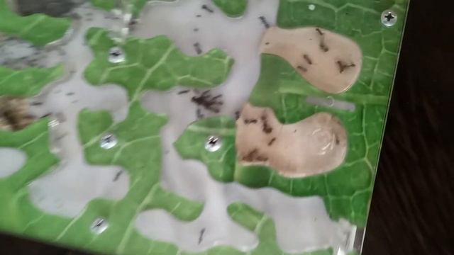 Муравьи едят муху