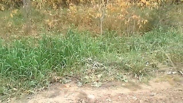 Лиса на архангельской дороге смотреть онлайн