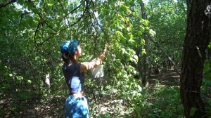 ПОЕХАЛИ В ЛЕС. СОБИРАЕМ КИЗИЛ В КИЗИЛОВОЙ РОЩЕ. ПОДАРОК ОСЕНИ