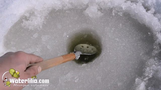Где зимовать кувшинке в пруду или в подвале смотреть онлайн