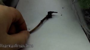 ГОРТЕНЗИЯ ВАНИЛА-ФРАЙЗ. УКОРЕНЕНИЕ.