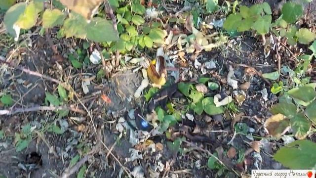 Чем подкормить малину для обильного плодоношения смотреть онлайн