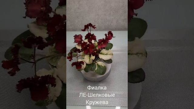 Фиалка ЛЕ-Шелковые Кружева???