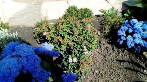 Кустарники в саду. Спирея, пузыреплодник,  гибискус, дерен, барбарис.