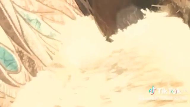 чихуахуа, Розочка? смотреть онлайн