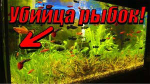 Этот Нагреватель - убийца аквариумных рыбок! Плохие и хорошие новости с разводне!