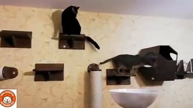 Котики правят миром