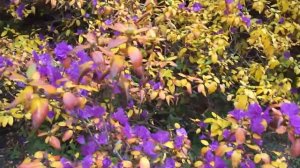 Багульник и пчёлы в октябре