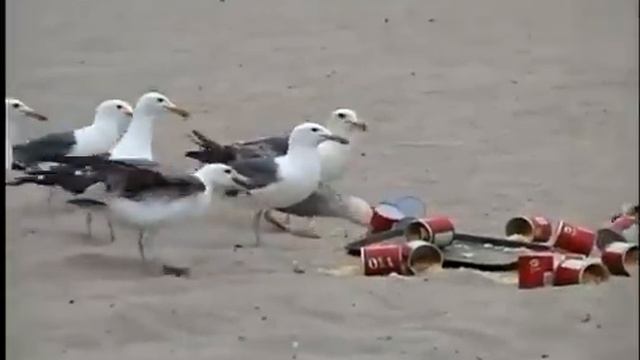 Seagulls On Laxatives Prank! смотреть онлайн