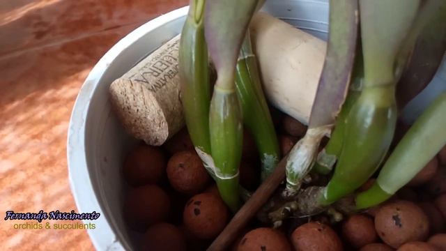 Cattleyas - end of season update 2018 смотреть онлайн