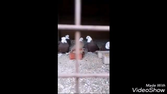 4.Ч."" КОЛЬЦА ДЛЯ ГОЛУБЕЙ "" И ГОЛУБИ БЛАГОДАРНЕНСКИЕ "" смотреть онлайн