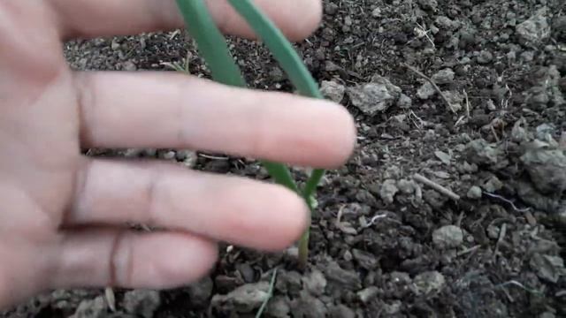 Завелась на грядках Совка или Медведка, эта гусеница может оставить вас без урожая смотреть онлайн