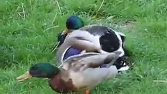 Quack смотреть онлайн