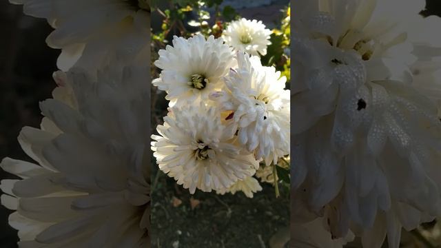 White chrysanthemum flower #2022 #shortsvideo #anayragreensworld