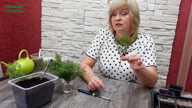 Вырастить ТУЮ из ЧЕРЕНКОВ совсем не сложно! Советы от ЗЕЛЕНОГО ОГОРОДА!