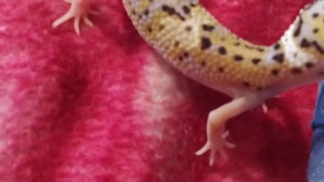 Прогулка Эублефаров смотреть онлайн