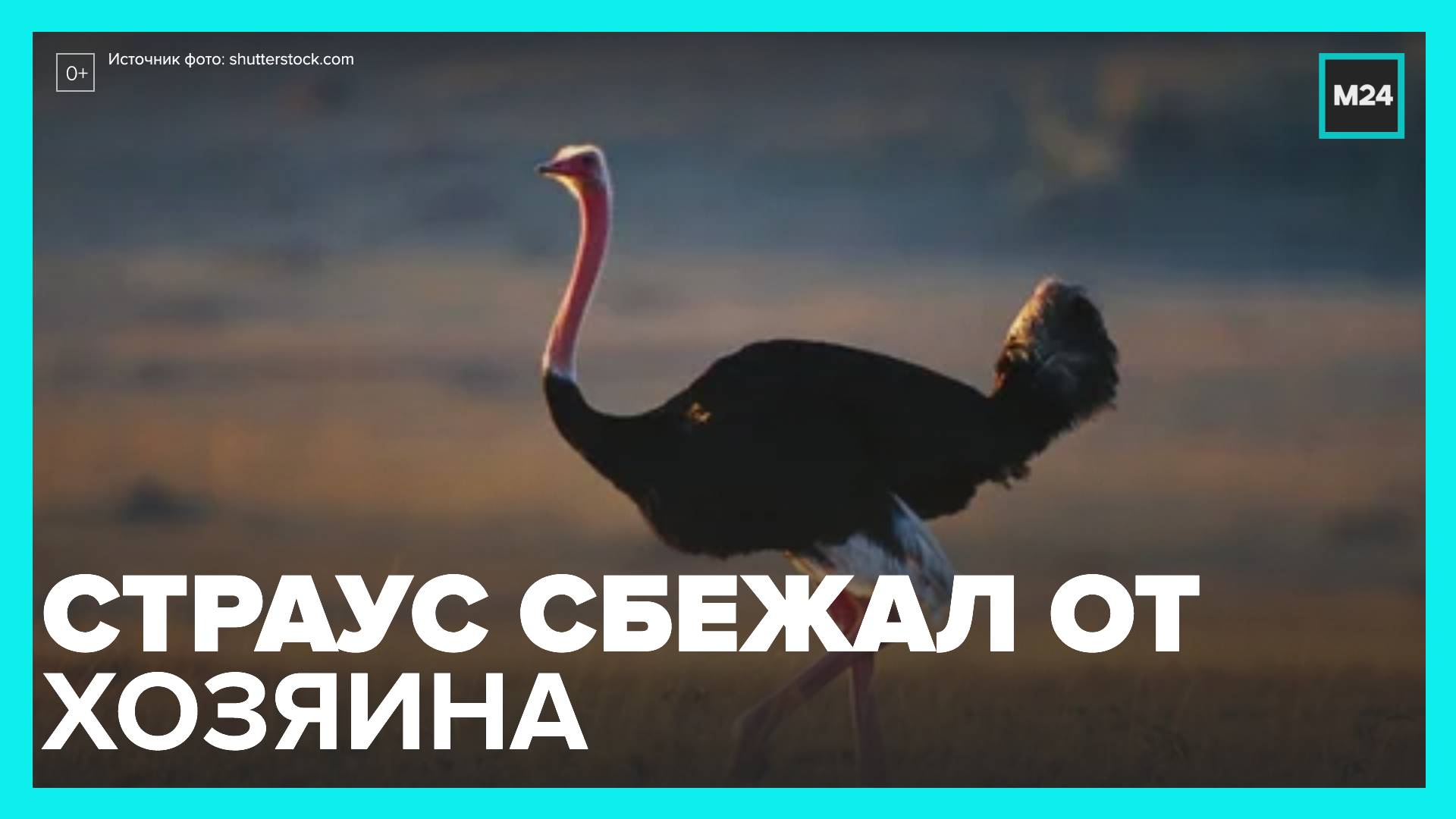 Снова сбежим с тобой из дома. Важный страус. Страус в Москве сбежал. Страус убегает. Страус в активном поиске.