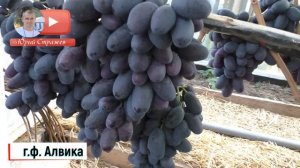 Виноград.  г.ф. Алвика ещё  больше удивляет. Урожай 2022г.