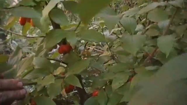 Плодоношение четырёхлетнего кизила смотреть онлайн