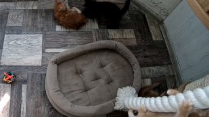 Как растут котята мейн кун