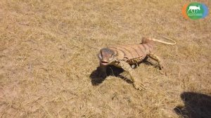 Экспедиция "Независимость" №1. Серый варан.