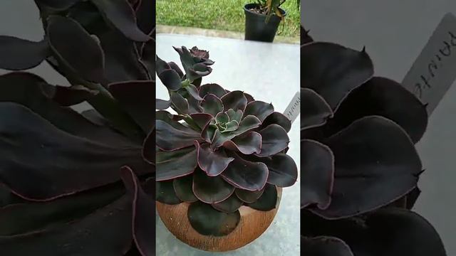 Echeveria painted frills смотреть онлайн