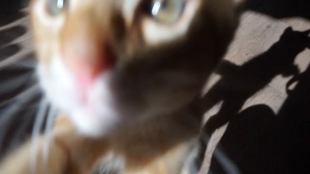 МОСКВА-ПЕТЕРБУРГ, Котомка Zero Waste Shop и Встречи с Любимыми / #ТОТСАМЫЙВЛОГ || Alyona Burdina смотреть онлайн