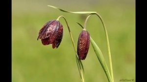 Исчезающие растения: "Рябчик шахматовидный"