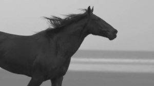 Залипатильное  видео про лошадей. Красивые лошади . Бег лошадей.