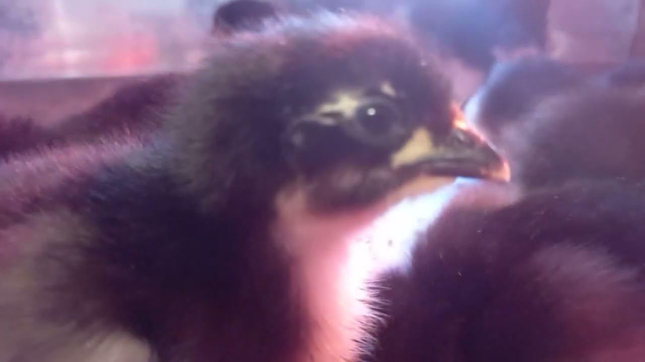 8 903 193 21 01 Елена смотреть онлайн