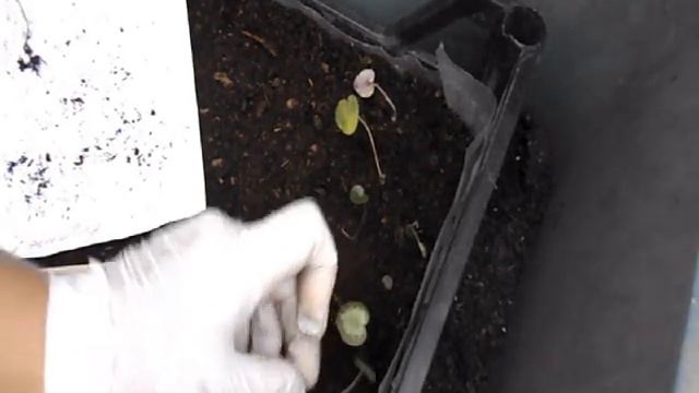 Цикламен, пикировка 2 часть. смотреть онлайн