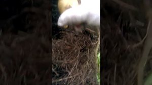 Выращивание картофеля в сене. Сбор урожая.