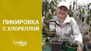 Сажаем осенью домашний огород. Свежие овощи круглый год