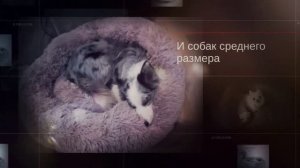 Место для кошки. Лежанка для собак мелких и крупных пород