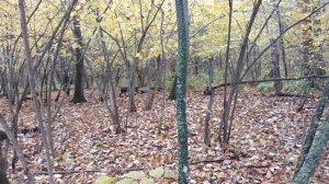 Дратхаар Валдан.  Работа по барсуку. Чувашия 2017.