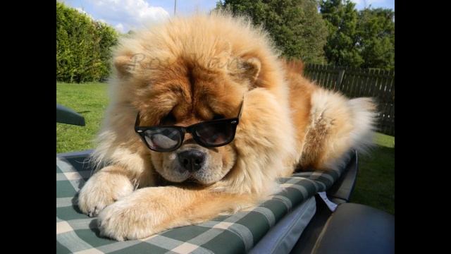 Ответы На Ваши Вопросы | Юбилейное видео на 70 сабов смотреть онлайн