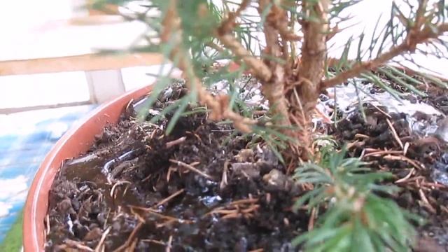 КИПАРИСОВИК И ЕЛЬ КОНИКА НА ДАЧЕ смотреть онлайн