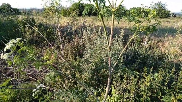 Болиголов пятнистый. Conium maculatum