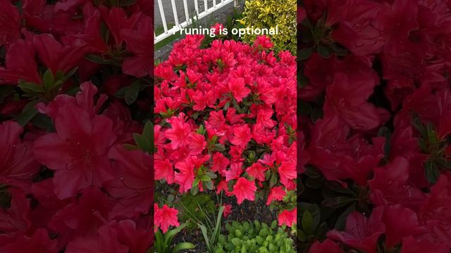 Azalea Girard's Red, In Blooms May 17, 2023