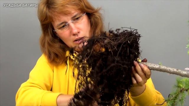 Бонсай из лиственницы (ч.3). смотреть онлайн