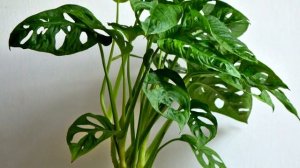 Monstera (Swiss Cheese Plant) Care with Eileen | Indoor House Plants | The Home Depot