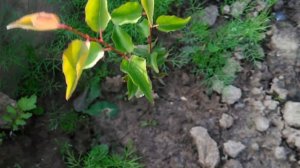 Сад в Сибири, делаем, получается, продолжаем...