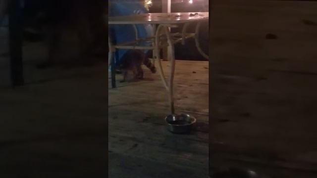 Watch what happens! Ricky raccoon caught stealing our cat's food