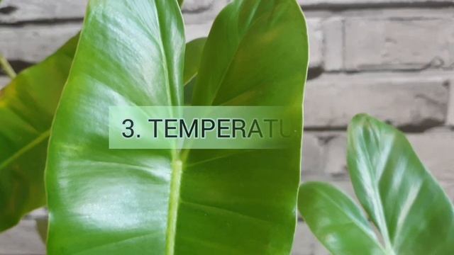 5 Tips Philodendron Burle Marx Plant Care смотреть онлайн