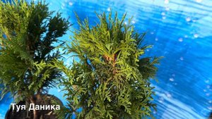 Ель колючая Глаука (голубая), Туя Даника, Туя западная Смарагд (Thuja occidentalis Smaragd)